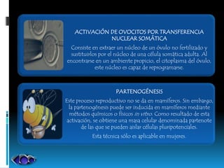 ACTIVACIÓN DE OVOCITOS POR TRANSFERENCIA
NUCLEAR SOMÁTICA
Consiste en extraer un núcleo de un óvulo no fertilizado y
sustituirlos por el núcleo de una célula somática adulta. Al
encontrarse en un ambiente propicio, el citoplasma del óvulo,
este núcleo es capaz de reprogramarse.
PARTENOGÉNESIS
Este proceso reproductivo no se da en mamíferos. Sin embargo,
la partenogénesis puede ser inducida en mamíferos mediante
métodos químicos o físicos in vitro. Como resultado de esta
activación, se obtiene una masa celular denominada partenote
de las que se pueden aislar células pluripotenciales.
Esta técnica sólo es aplicable en mujeres.
 