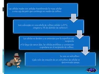 Las células madre son aisladas transfiriendo la masa celular
a una caja de petri que contenga un medio de cultivo.
Son colocadas en una estufa de cultivo celular (a 37ºC,
oxigeno y 5% de dióxido de carbono).
Las células se dividen y se extienden por la superficie del
recipiente
A lo largo de varios días, las células proliferan y comienzan
a apretarse en el recipiente de cultivo.
Se crea un subcultivo.
Cada ciclo de creación de un subcultivo de células es
denominado pasaje.
 