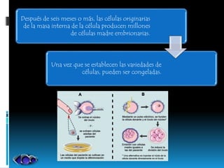 Después de seis meses o más, las células originarias
de la masa interna de la célula producen millones
de células madre embrionarias.
Una vez que se establecen las variedades de
células, pueden ser congeladas.
 