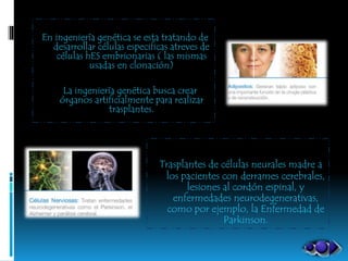 Trasplantes de células neurales madre a
los pacientes con derrames cerebrales,
lesiones al cordón espinal, y
enfermedades neurodegenerativas,
como por ejemplo, la Enfermedad de
Parkinson.
En ingeniería genética se esta tratando de
desarrollar células especificas atreves de
células hES embrionarias ( las mismas
usadas en clonación)
La ingeniería genética busca crear
órganos artificialmente para realizar
trasplantes.
 