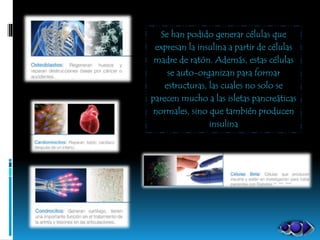 Se han podido generar células que
expresan la insulina a partir de células
madre de ratón. Además, estas células
se auto-organizan para formar
estructuras, las cuales no solo se
parecen mucho a las isletas pancreáticas
normales, sino que también producen
insulina
 