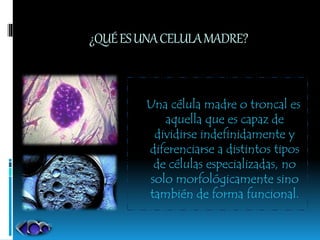 ¿QUÉESUNACELULAMADRE?
Una célula madre o troncal es
aquella que es capaz de
dividirse indefinidamente y
diferenciarse a distintos tipos
de células especializadas, no
solo morfológicamente sino
también de forma funcional.
 