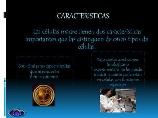 CARACTERISTICAS
Las células madre tienen dos características
importantes que las distinguen de otros tipos de
células.
Son células no especializadas
que se renuevan
ilimitadamente.
Bajo ciertas condiciones
fisiológicas o
experimentales, se les puede
inducir a que se conviertan
en células con funciones
especiales
 
