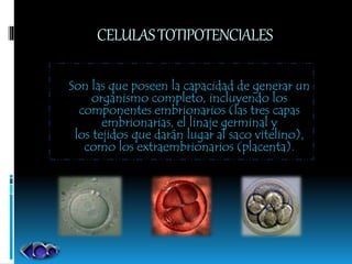 CELULASTOTIPOTENCIALES
Son las que poseen la capacidad de generar un
organismo completo, incluyendo los
componentes embrionarios (las tres capas
embrionarias, el linaje germinal y
los tejidos que darán lugar al saco vitelino),
como los extraembrionarios (placenta).
 