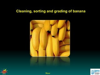 Next
Cleaning, sorting and grading of banana
 