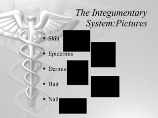 The Integumentary System:Pictures Skin Epidermis Dermis Hair Nail  