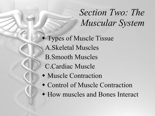Section Two: The Muscular System Types of Muscle Tissue A.Skeletal Muscles B.Smooth Muscles C.Cardiac Muscle Muscle Contraction Control of Muscle Contraction How muscles and Bones Interact 