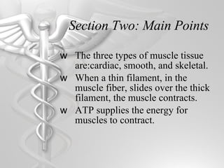 Section Two: Main Points The three types of muscle tissue are:cardiac, smooth, and skeletal. When a thin filament, in the muscle fiber, slides over the thick filament, the muscle contracts. ATP supplies the energy for muscles to contract. 