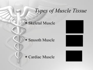 Types of Muscle Tissue Skeletal Muscle Smooth Muscle Cardiac Muscle 