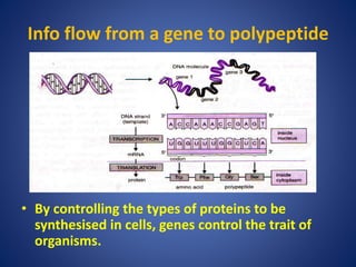 Info flow from a gene to polypeptide
• By controlling the types of proteins to be
synthesised in cells, genes control the trait of
organisms.
 