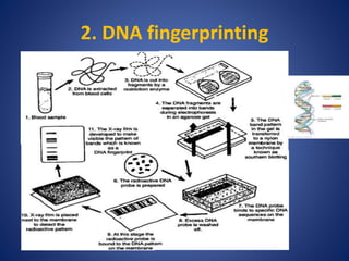 2. DNA fingerprinting
 