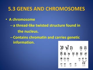 5.3 GENES AND CHROMOSOMES
• A chromosome
–a thread-like twisted structure found in
the nucleus.
–Contains chromatin and carries genetic
information.
 