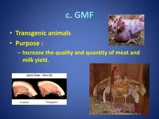 c. GMF
• Transgenic animals
• Purpose :
– Increase the quality and quantity of meat and
milk yield.
 
