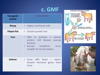 c. GMF
Transgenic
animal
ADVANTAGE
Sheep • Higher nutritional milk
Tilapia fish • Greater growth rate
Cow • Able to produce a natural
protein –kill disease causing
bacteria
• Secrete lactoferrin- more
suitable for human babies.
Salmon • Grow 40% faster – obtain
Growth hormone genes from
trout.
 