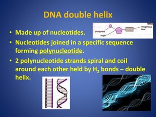 DNA double helix
• Made up of nucleotides.
• Nucleotides joined in a specific sequence
forming polynucleotide.
• 2 polynucleotide strands spiral and coil
around each other held by H2 bonds – double
helix.
 