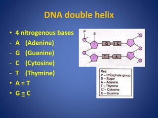 DNA double helix
• 4 nitrogenous bases
- A (Adenine)
- G (Guanine)
- C (Cytosine)
- T (Thymine)
• A = T
• G = C
 