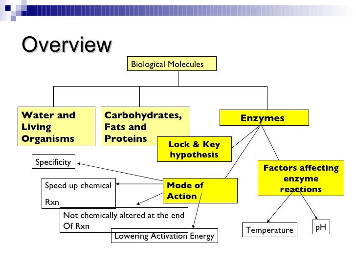 Chapter 5 Enzymes Lesson 2 Characteristics of enzymes