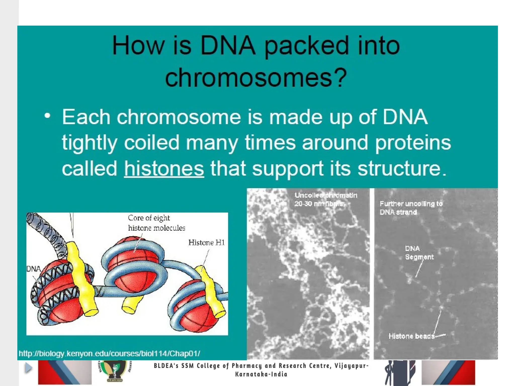 How large size sequential
DNA can fit in to small size
chromosome ?
 