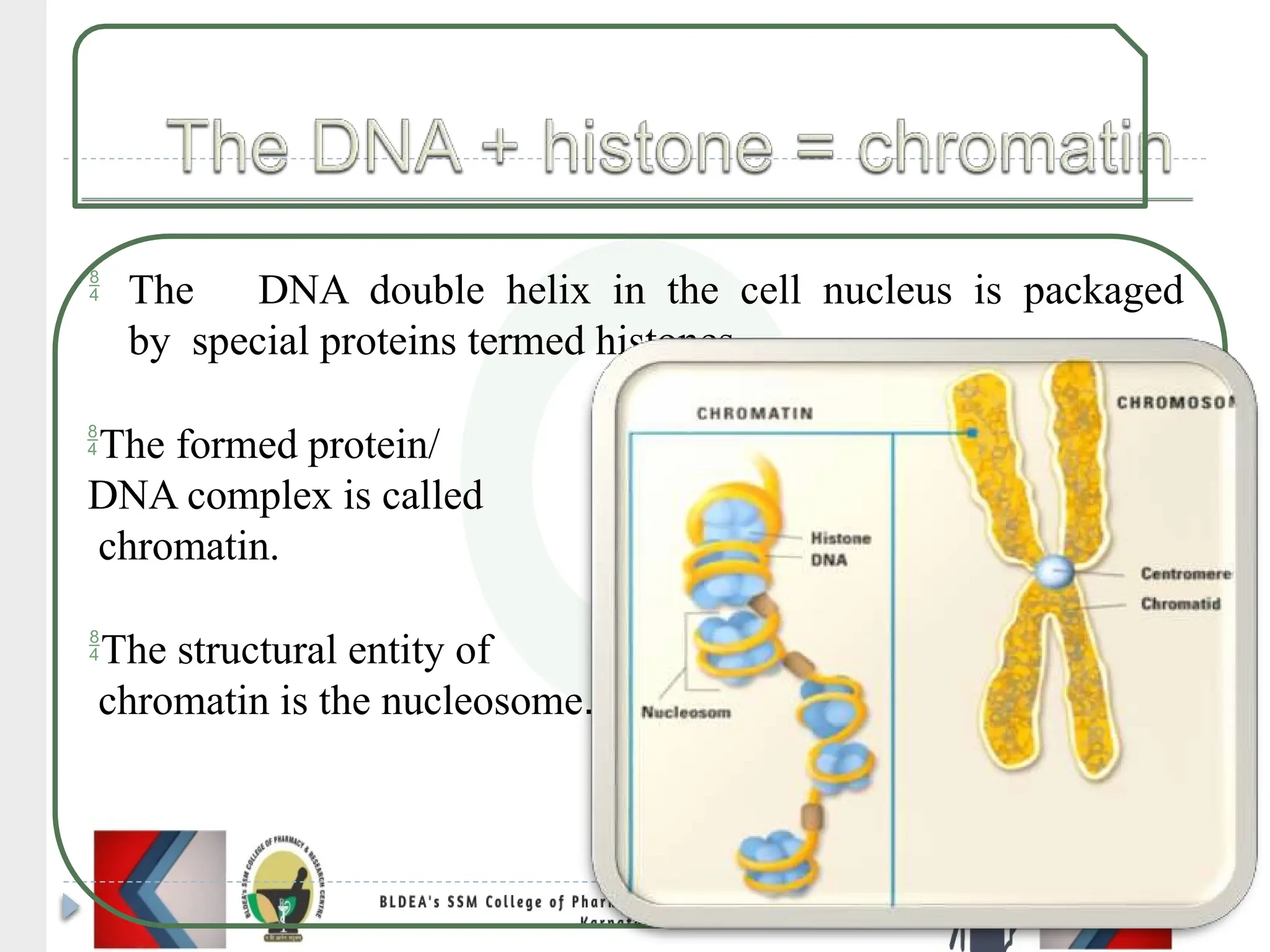  The DNA double helix in the cell nucleus is packaged
by special proteins termed histones.
The formed protein/
DNA complex is called
chromatin.
The structural entity of
chromatin is the nucleosome.
 