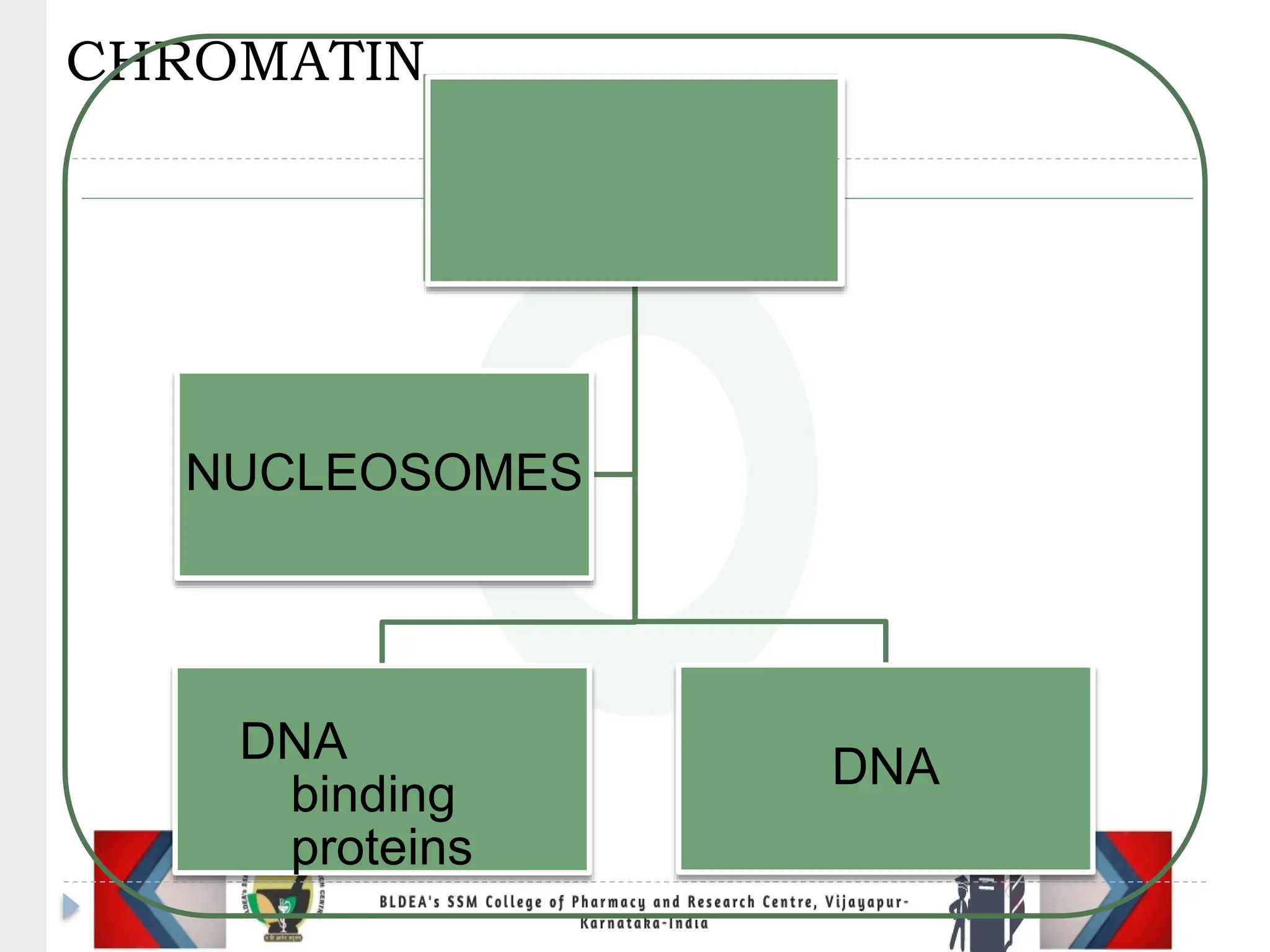 CHROMATIN
DNA
binding
proteins
DNA
NUCLEOSOMES
 