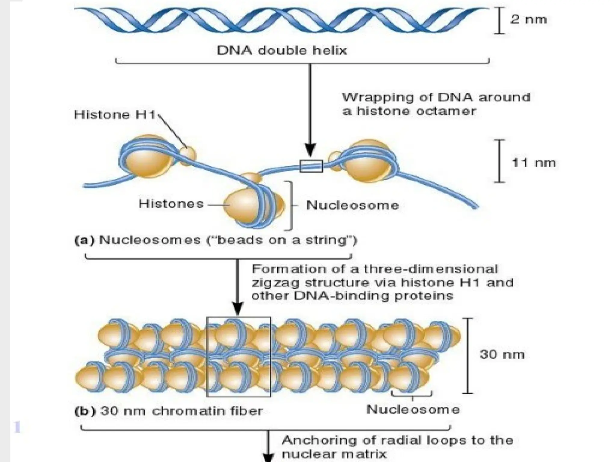 CHROMOSOME PACKAGING
 