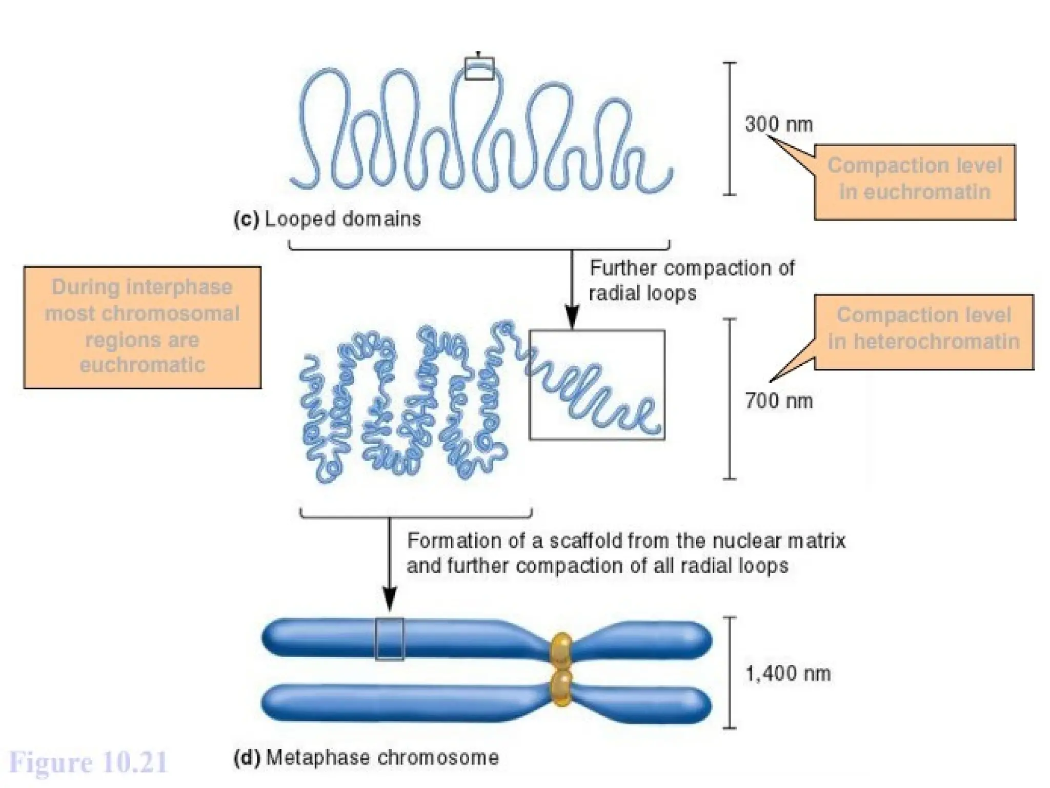 2 Chromozome and structure (2).pptx both eukaryotic and prokaryotic