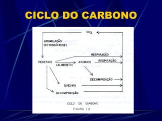 CICLO DO CARBONO 