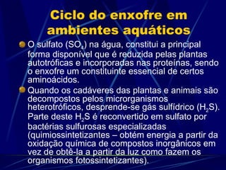 Ciclo do enxofre em ambientes aquáticos O sulfato (SO 4 ) na água, constitui a principal forma disponível que é reduzida pelas plantas autotróficas e incorporadas nas proteínas, sendo o enxofre um constituinte essencial de certos aminoácidos.  Quando os cadáveres das plantas e animais são decompostos pelos microrganismos heterotróficos, desprende-se gás sulfídrico (H 2 S). Parte deste H 2 S é reconvertido em sulfato por bactérias sulfurosas especializadas (quimiossintetizantes – obtém energia a partir da oxidação química de compostos inorgânicos em vez de obtê-la a partir da luz como fazem os organismos fotossintetizantes).  