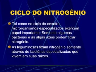 CICLO DO NITROGÊNIO Tal como no ciclo do enxofre, microrganismos especializados exercem papel importante. Somente algumas bactérias e as algas azuis podem fixar nitrogênio. As leguminosas fixam nitrogênio somente através de bactérias especializadas que vivem em suas raízes. 