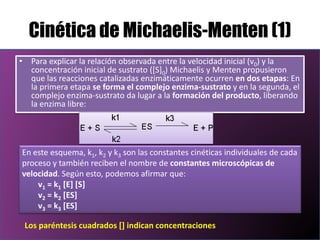 Cinética de Michaelis-Menten (1)
• Para explicar la relación observada entre la velocidad inicial (v0) y la
concentración inicial de sustrato ([S]0) Michaelis y Menten propusieron
que las reacciones catalizadas enzimáticamente ocurren en dos etapas: En
la primera etapa se forma el complejo enzima-sustrato y en la segunda, el
complejo enzima-sustrato da lugar a la formación del producto, liberando
la enzima libre:

En este esquema, k1, k2 y k3 son las constantes cinéticas individuales de cada
proceso y también reciben el nombre de constantes microscópicas de
velocidad. Según esto, podemos afirmar que:
v1 = k1 [E] [S]
v2 = k2 [ES]
v3 = k3 [ES]
Los paréntesis cuadrados [] indican concentraciones

 