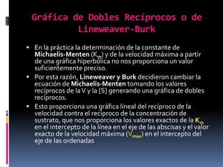 Gráfica de Dobles Recíprocos o de
Lineweaver-Burk
 En la práctica la determinación de la constante de

Michaelis-Menten (Km) y de la velocidad máxima a partir
de una gráfica hiperbólica no nos proporciona un valor
suficientemente preciso.
 Por esta razón, Lineweaver y Burk decidieron cambiar la
ecuación de Michaelis-Menten tomando los valores
recíprocos de la V y la [S] generando una gráfica de dobles
recíprocos.
 Esto proporciona una gráfica lineal del recíproco de la
velocidad contra el recíproco de la concentración de
sustrato, que nos proporciona los valores exactos de la Km
en el intercepto de la línea en el eje de las abscisas y el valor
exacto de la velocidad máxima (Vmax) en el intercepto del
eje de las ordenadas

 