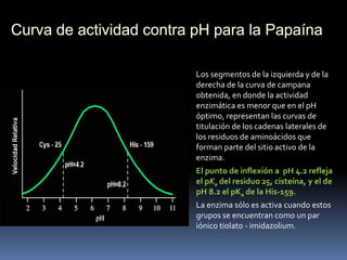 Los segmentos de la izquierda y de la
derecha de la curva de campana
obtenida, en donde la actividad
enzimática es menor que en el pH
óptimo, representan las curvas de
titulación de los cadenas laterales de
los residuos de aminoácidos que
forman parte del sitio activo de la
enzima.
El punto de inflexión a pH 4.2 refleja
el pKa del residuo 25, cisteína, y el de
pH 8.2 el pKa de la His-159.
La enzima sólo es activa cuando estos
grupos se encuentran como un par
iónico tiolato - imidazolium.

 