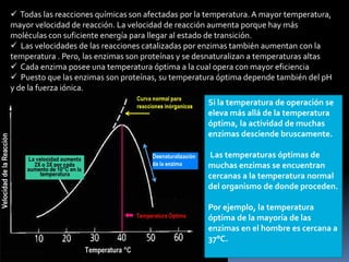 Todas las reacciones químicas son afectadas por la temperatura. A mayor temperatura,
mayor velocidad de reacción. La velocidad de reacción aumenta porque hay más
moléculas con suficiente energía para llegar al estado de transición.
 Las velocidades de las reacciones catalizadas por enzimas también aumentan con la
temperatura . Pero, las enzimas son proteínas y se desnaturalizan a temperaturas altas
 Cada enzima posee una temperatura óptima a la cual opera con mayor eficiencia
 Puesto que las enzimas son proteínas, su temperatura óptima depende también del pH
y de la fuerza iónica.
Si la temperatura de operación se
eleva más allá de la temperatura
óptima, la actividad de muchas
enzimas desciende bruscamente.
Las temperaturas óptimas de
muchas enzimas se encuentran
cercanas a la temperatura normal
del organismo de donde proceden.
Por ejemplo, la temperatura
óptima de la mayoría de las
enzimas en el hombre es cercana a
37°C.

 