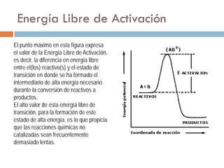 Energía Libre de Activación
El punto máximo en esta figura expresa
el valor de la Energía Libre de Activación,
es decir, la diferencia en energía libre
entre el(los) reactivo(s) y el estado de
transición en donde se ha formado el
intermediario de alta energía necesario
durante la conversión de reactivos a
productos.
El alto valor de esta energía libre de
transición, para la formación de este
estado de alta energía, es lo que propicia
que las reacciones químicas no
catalizadas sean frecuentemente
demasiado lentas.

 