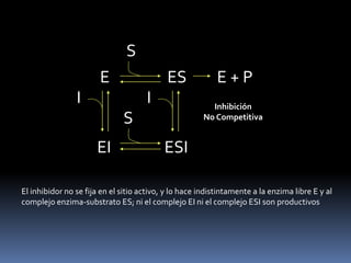 S
I

E
S
EI

I

ES

E+P
Inhibición
No Competitiva

ESI

El inhibidor no se fija en el sitio activo, y lo hace indistintamente a la enzima libre E y al
complejo enzima-substrato ES; ni el complejo EI ni el complejo ESI son productivos

 