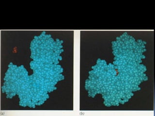 2 cineticaenzimatica