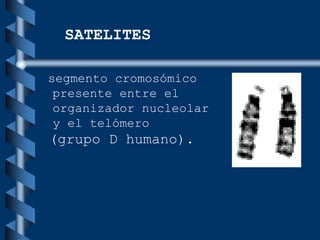 segmento cromosómico
presente entre el
organizador nucleolar
y el telómero
(grupo D humano).
SATELITES
 