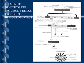 ELEMENTOS
GENETICOS DEL
PROVIRUS Y DE LOS
PRODUCTOS
GENICOS DEL VIRUS
 