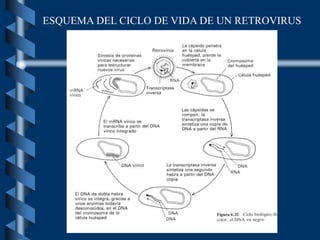 ESQUEMA DEL CICLO DE VIDA DE UN RETROVIRUS
 