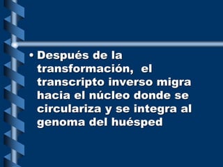 • Después de la
transformación, el
transcripto inverso migra
hacia el núcleo donde se
circulariza y se integra al
genoma del huésped
 