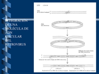 INTEGRACIÓN
DE UNA
MOLÉCULA DE
ADN
CIRCULAR
DEL
RETROVIRUS
 