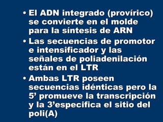 • El ADN integrado (provírico)
se convierte en el molde
para la síntesis de ARN
• Las secuencias de promotor
e intensificador y las
señales de poliadenilación
están en el LTR
• Ambas LTR poseen
secuencias idénticas pero la
5’ promueve la transcripción
y la 3’especifica el sitio del
poli(A)
 
