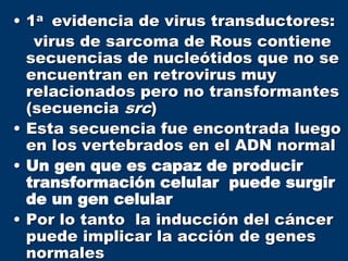 • 1a evidencia de virus transductores:
virus de sarcoma de Rous contiene
secuencias de nucleótidos que no se
encuentran en retrovirus muy
relacionados pero no transformantes
(secuencia src)
• Esta secuencia fue encontrada luego
en los vertebrados en el ADN normal
• Un gen que es capaz de producir
transformación celular puede surgir
de un gen celular
• Por lo tanto la inducción del cáncer
puede implicar la acción de genes
normales
 