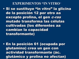 • Si se sustituye “in vitro” la glicina
de la posición 12 por otro aa
excepto prolina, el gen c-ras
mutado transforma las células
cultivadas (los diferentes aa
cambian la capacidad
transformante)
• En la posición 61 (ocupada por
glutamina) crea un gen con
actividad transformante (ác.
glutámico y prolina no afectan)
EXPERIMENTOS “IN VITRO”
 