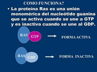 • La proteína Ras es una unión
monomérica del nucleótido guanina
que se activa cuando se une a GTP
y es inactiva cuando se une al GDP.
COMO FUNCIONA?
RAS GTP FORMAACTIVA
RAS GDP FORMA INACTIVA
 