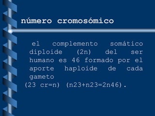 número cromosómico
el complemento somático
diploide (2n) del ser
humano es 46 formado por el
aporte haploide de cada
gameto
(23 cr=n) (n23+n23=2n46).
 