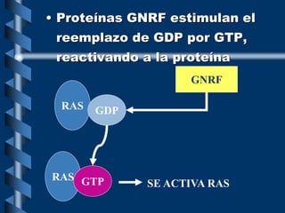 • Proteínas GNRF estimulan el
reemplazo de GDP por GTP,
reactivando a la proteína
RAS GDP
GNRF
RAS GTP SE ACTIVA RAS
 