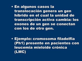 • En algunos casos la
translocación genera un gen
híbrido en el cual la unidad de
transcripción activa cambia: los
exones de un gen se conectan
con los de otro gen.
• Ejemplo: cromosoma filadelfia
(Ph1) presente en pacientes con
leucemia mieloide crónica
(LMC)
 