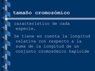 característico de cada
especie.
Se tiene en cuenta la longitud
relativa con respecto a la
suma de la longitud de un
conjunto cromosómico haploide
tamaño cromosómico
 