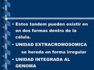 • Estos tandem pueden existir en
en dos formas dentro de la
célula.
• UNIDAD EXTRACROMOSOMICA
se hereda en forma irregular
• UNIDAD INTEGRADA AL
GENOMA
 